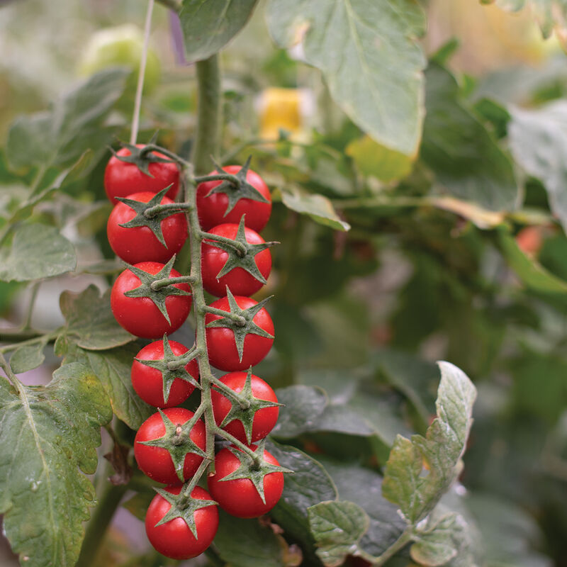 Tomate cherry en racimo