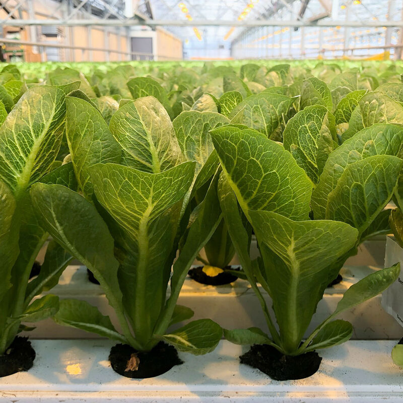 Lechuga romana mini Chicarita