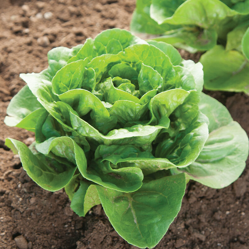 Lechuga mini romana verde Dragoon