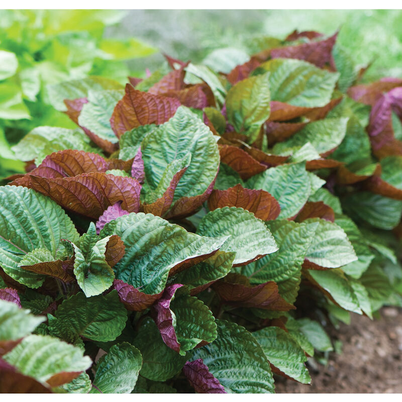 Shiso japonés verde-rojo