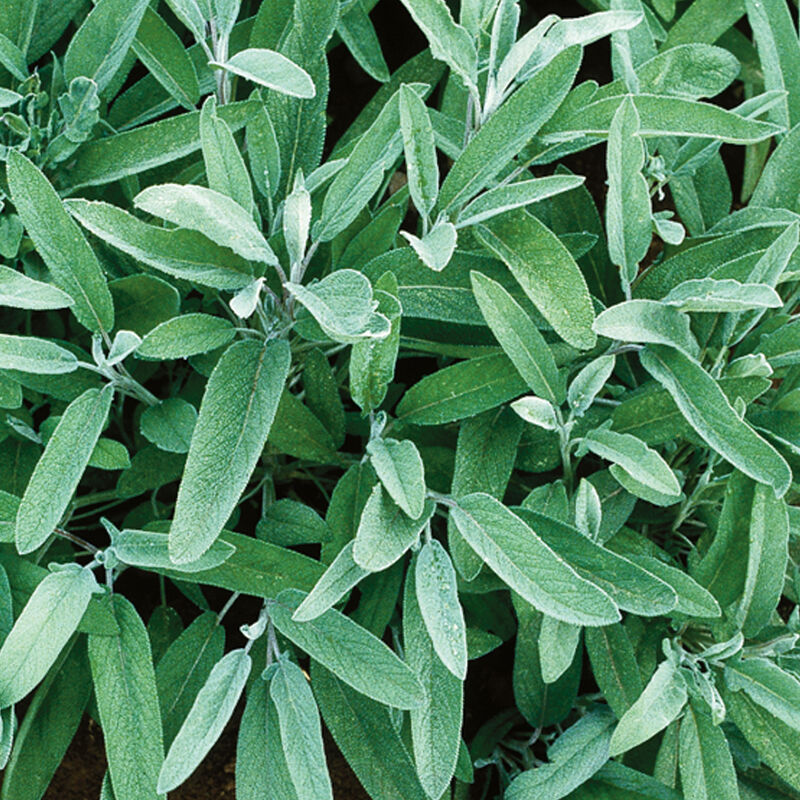 Salvia común
