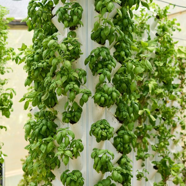 Guía Completa sobre la Agricultura Vertical y Cómo Está Cambiando la Forma en que Cultivamos Alimentos