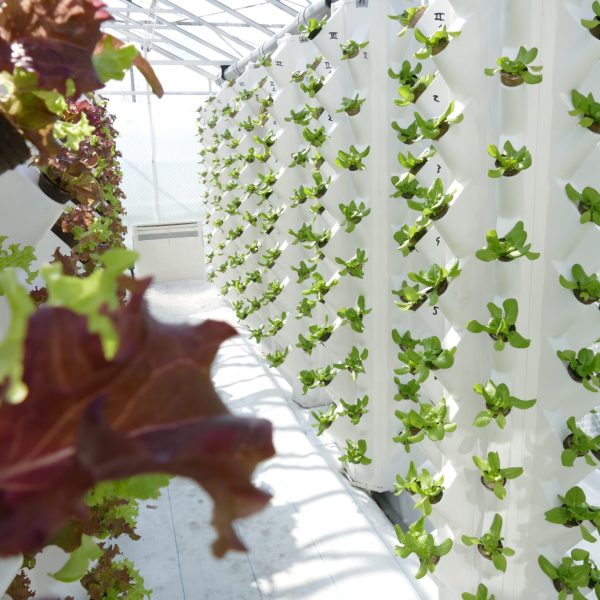 La Primera Granja de Agricultura Vertical en Caracas: Transformando la Agricultura en Venezuela