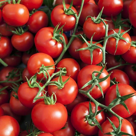 Tomates