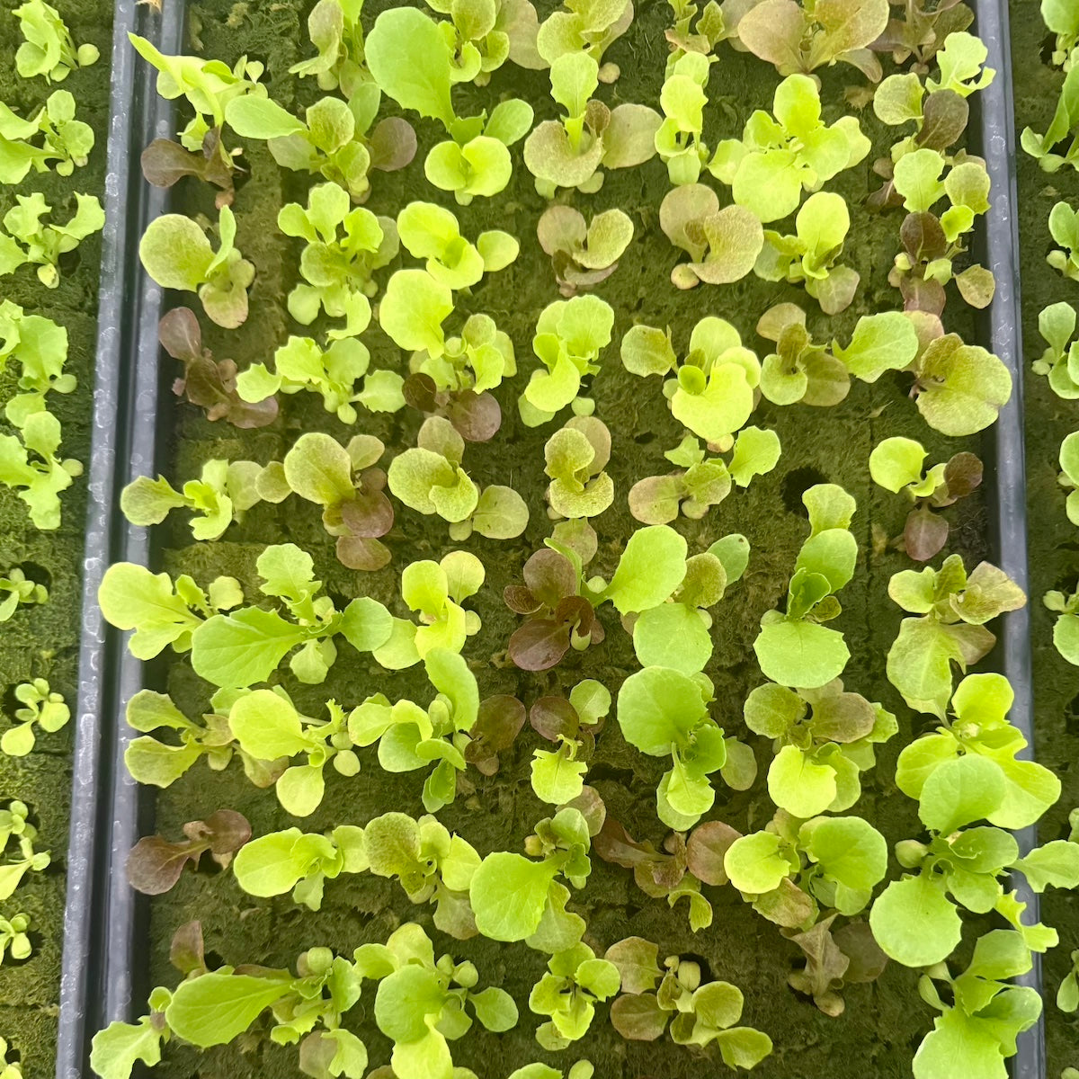 Microgreens