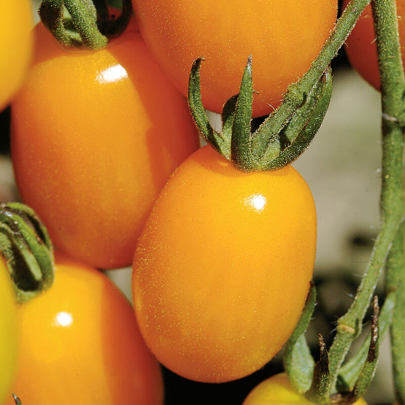Tomate uva amarillo