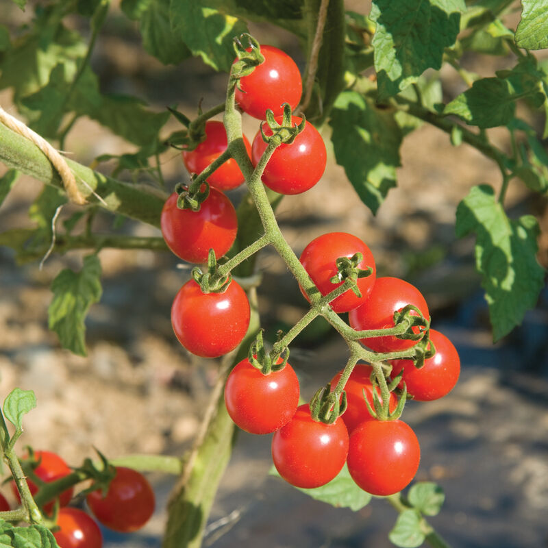 Tomate cherry rojo orgánico
