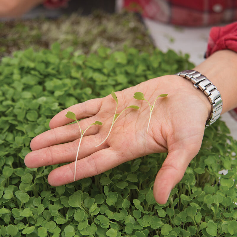 Micro rúcula picante