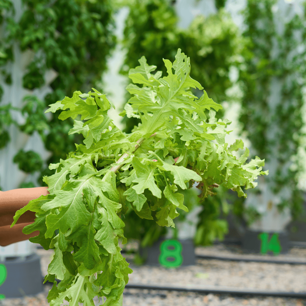 Purple Fusion - Rojiza Rizada