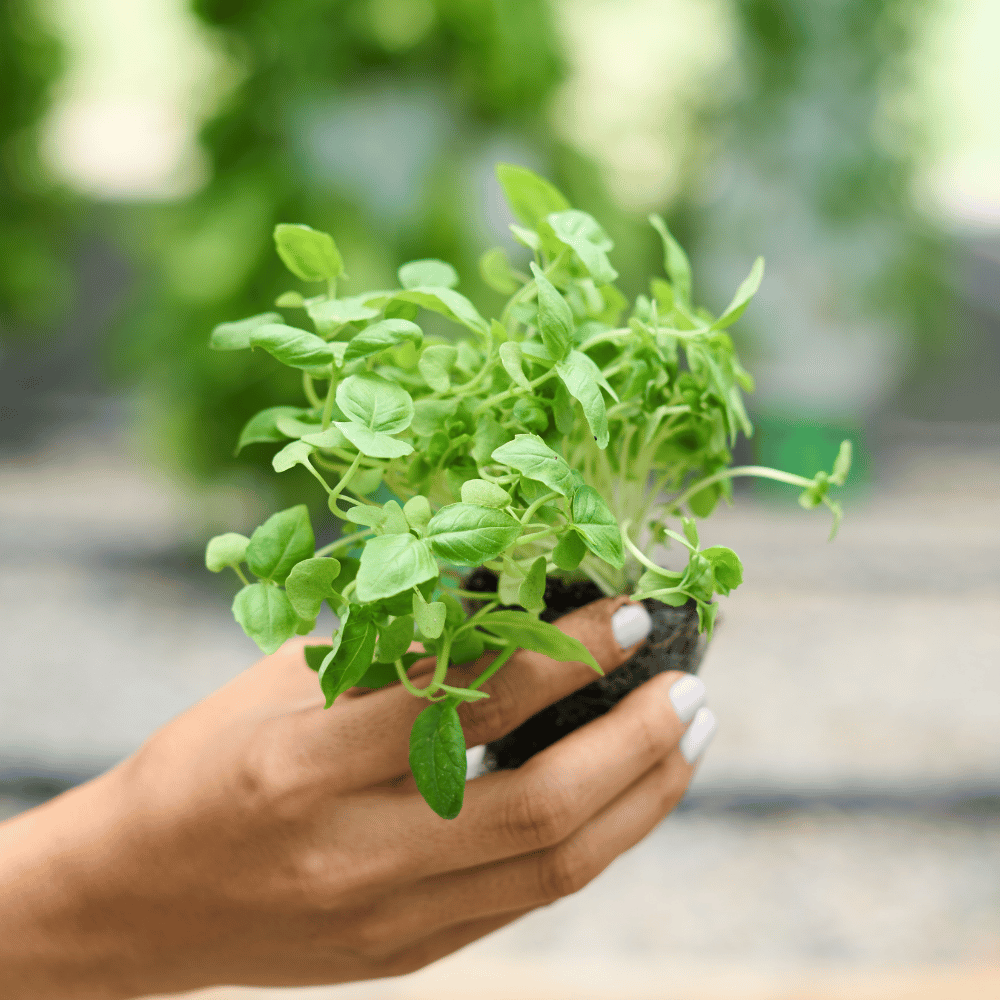 Truchas - Romana Rojo Oscuro