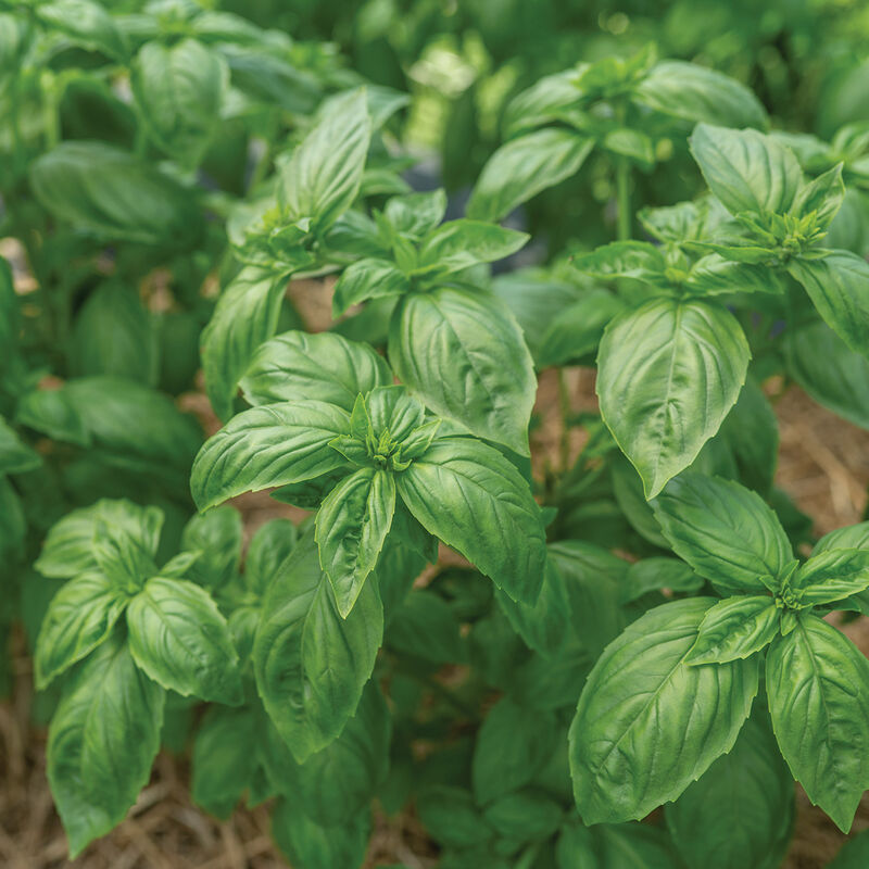 Albahaca genovesa verde