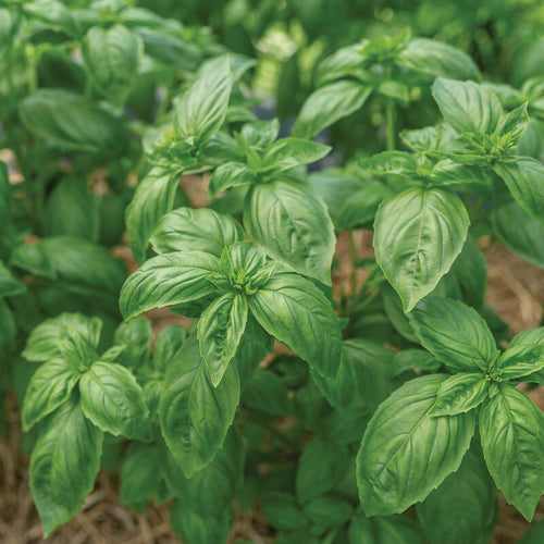Albahaca genovesa verde