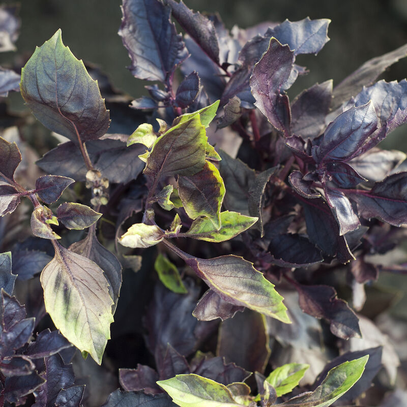 Albahaca roja