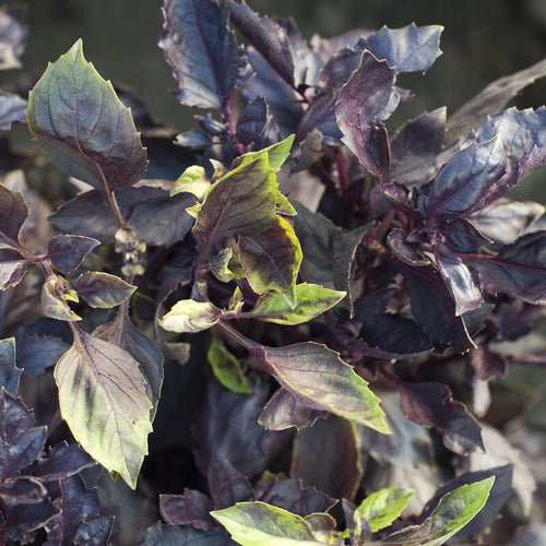 Albahaca roja