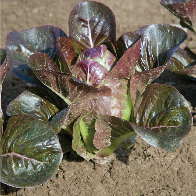 Lechuga mini romana roja Breen