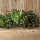 Lechuga roja de verano