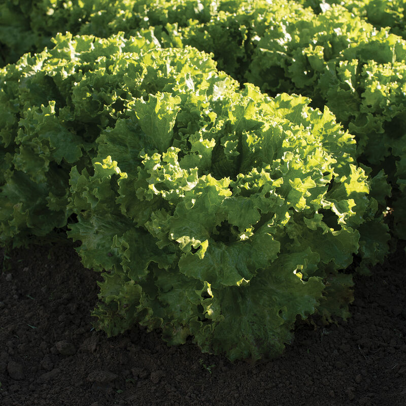Lechuga verde rizada Bergam’s