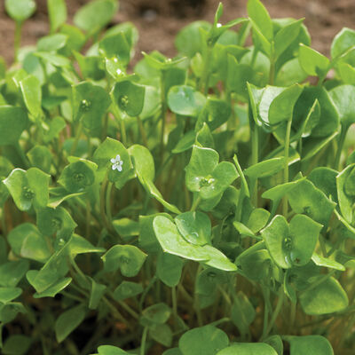 Mâche / Lechuga de cordero