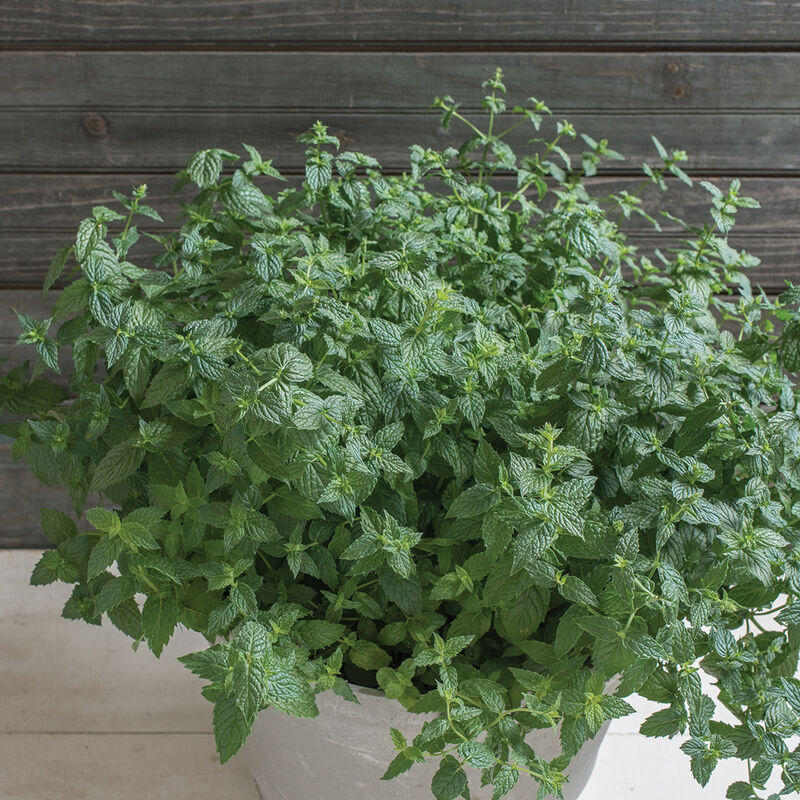 Menta común