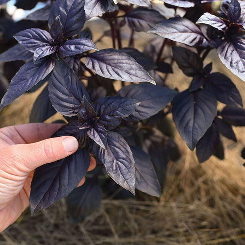 Albahaca morada