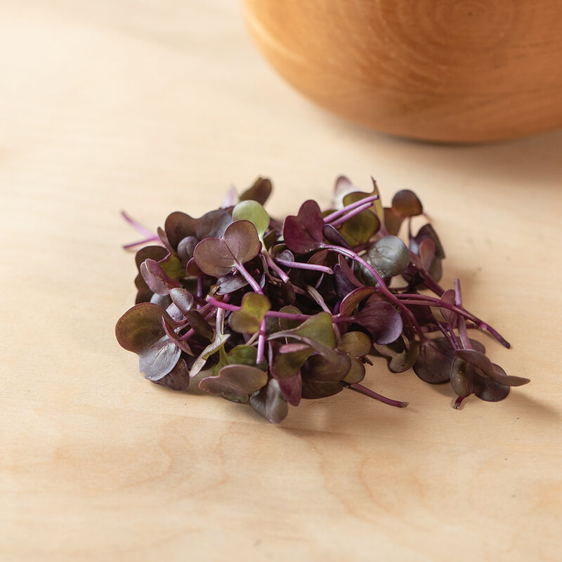 Micro rábano morado