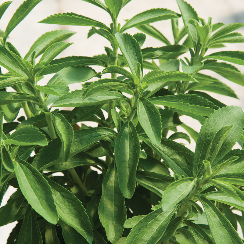 Stevia natural