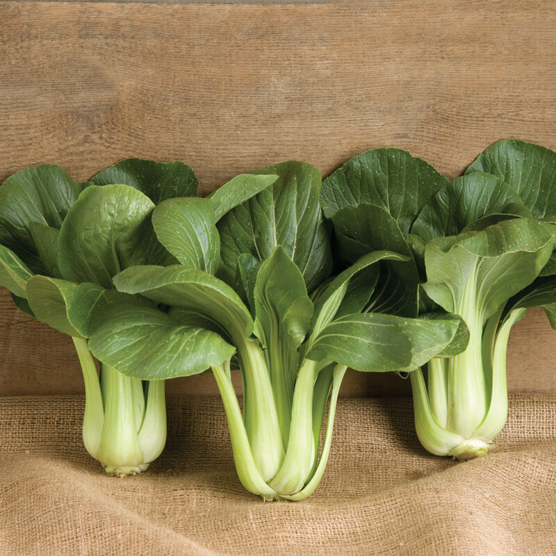 Pak choi verde oscuro