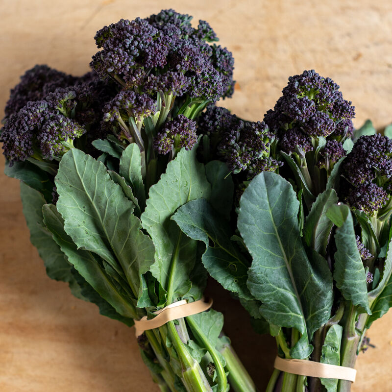 Brócoli morado brotes