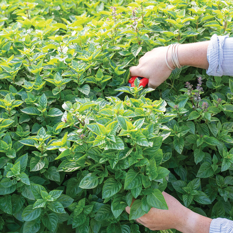 Albahaca limón
