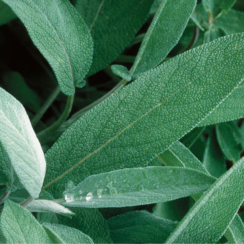 Salvia aromática