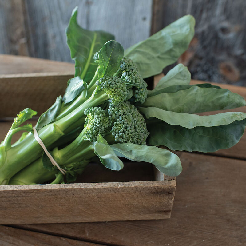 Brócoli tierno de primavera