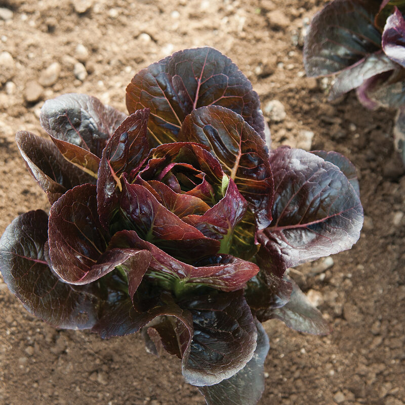 Lechuga mini romana roja oscura