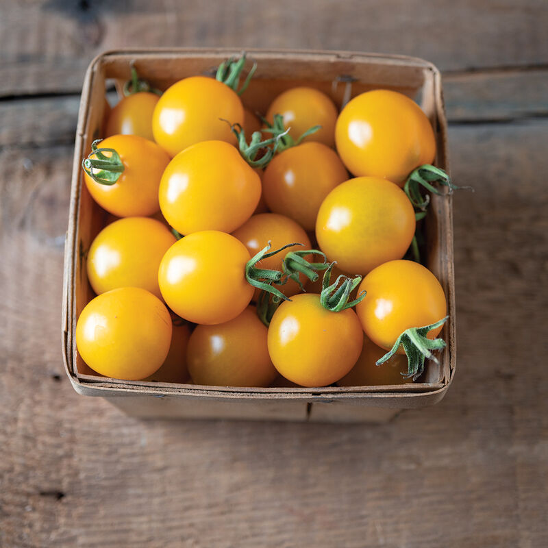 Tomate mini amarillo